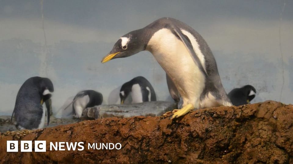 Identifican una nueva especie de pingüino papúa en islas remotas